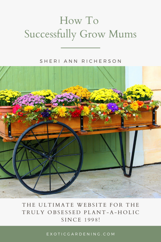 How To Successfully Grow Mums Exotic Gardening