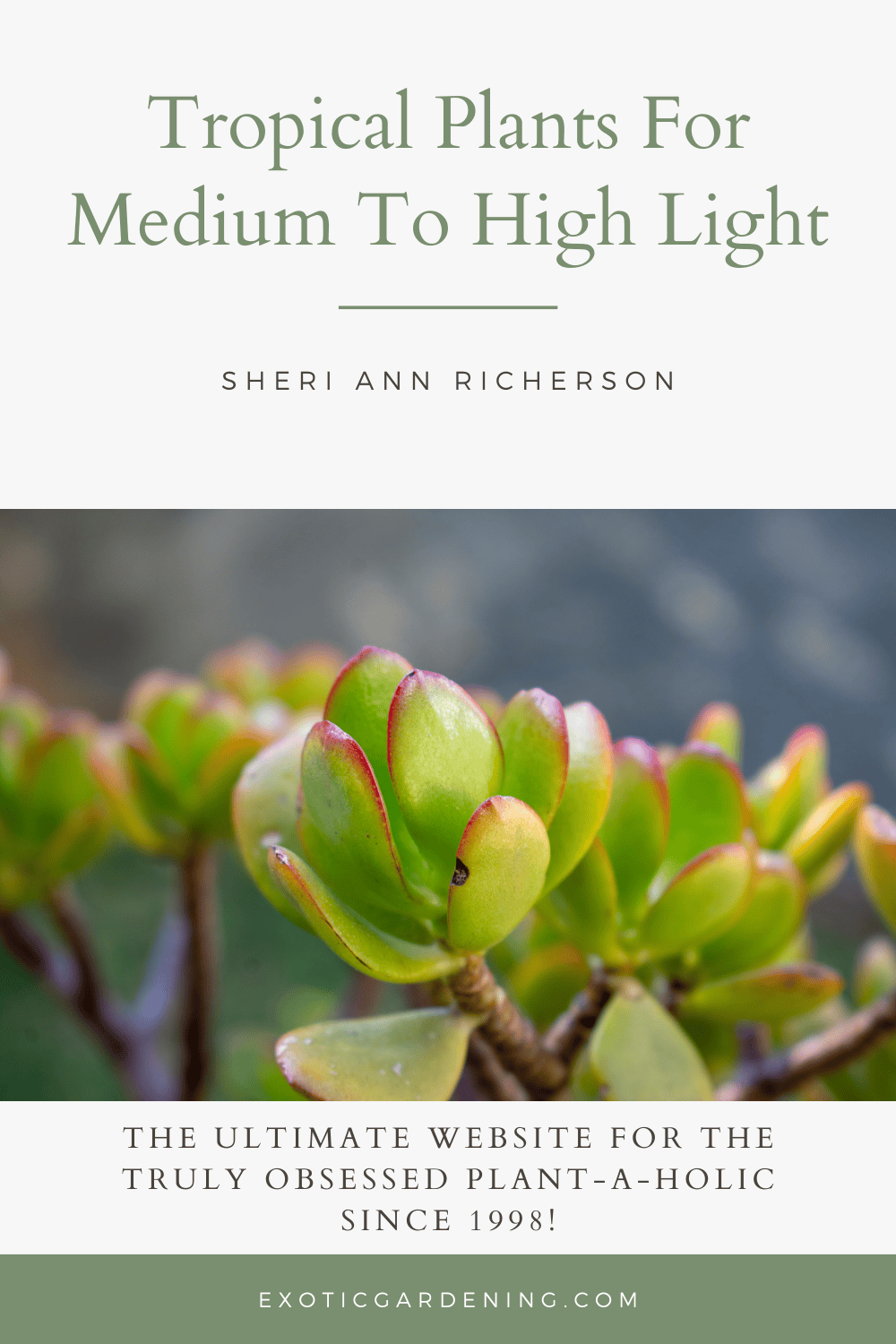 Tropical Plants For Medium To High Light Exotic Gardening