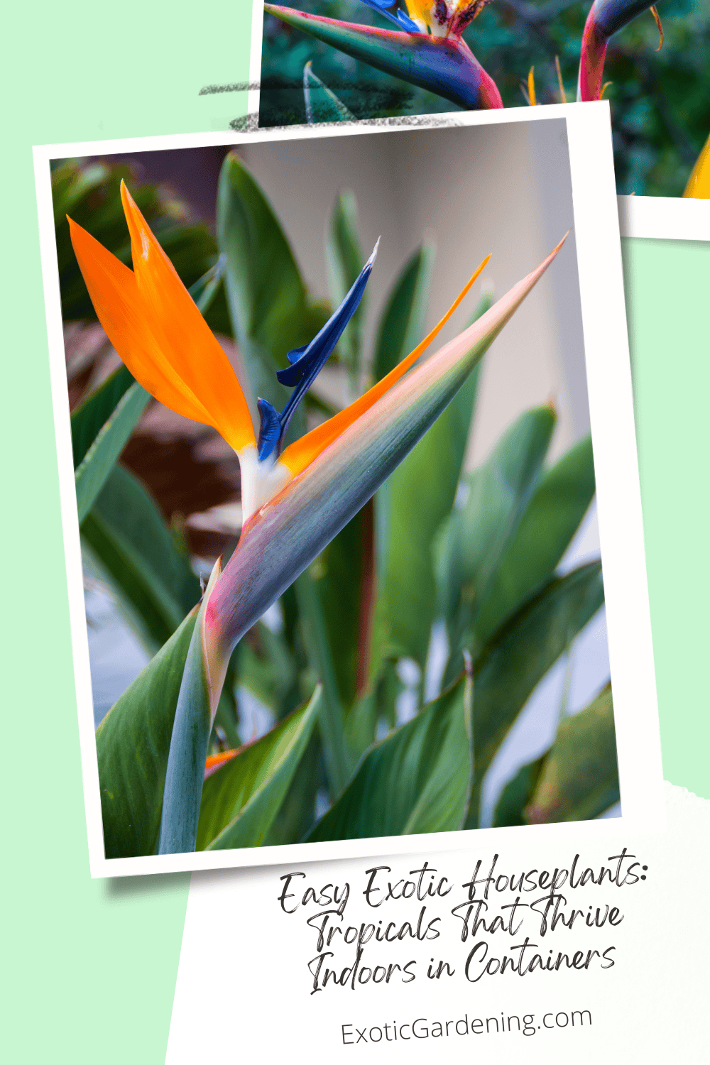 Easy Exotic Houseplants Tropicals That Thrive Indoors in Containers