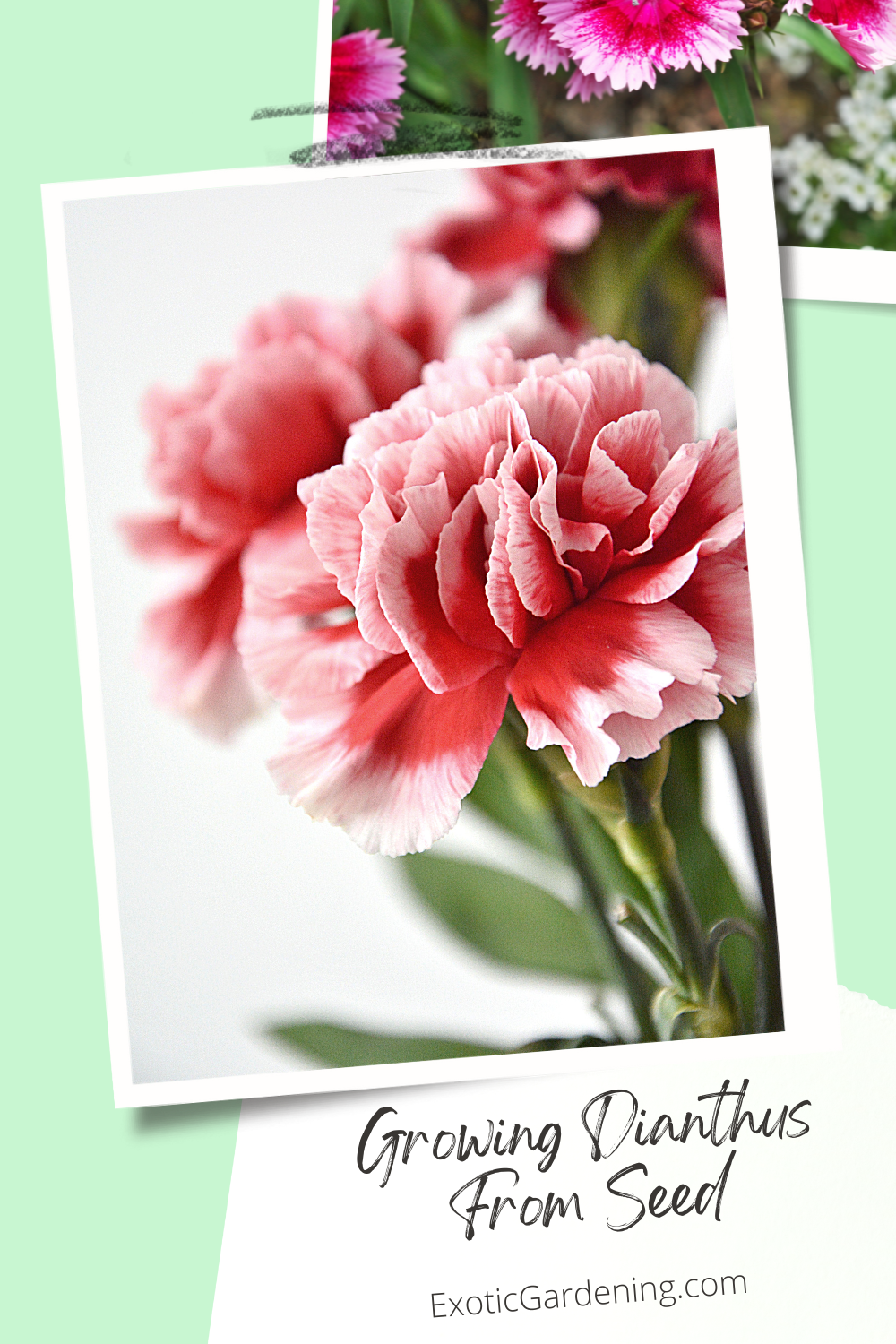 Growing Dianthus From Seed Exotic Gardening