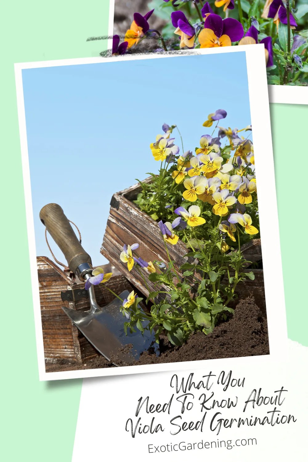 What You Need To Know About Viola Seed Germination Exotic Gardening