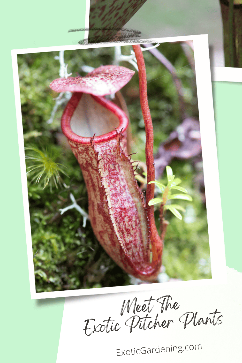 Meet The Exotic Pitcher Plants Exotic Gardening