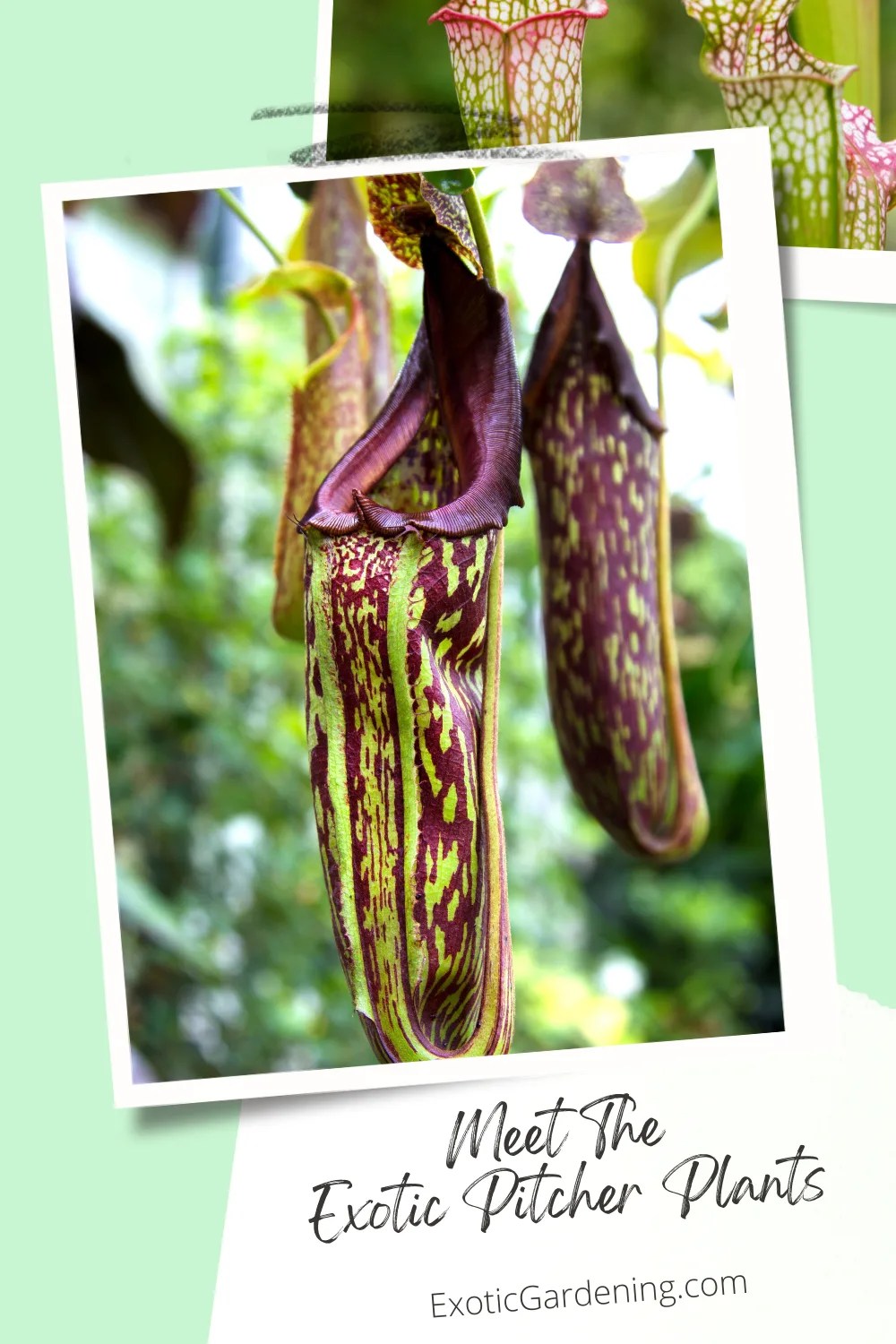 Meet The Exotic Pitcher Plants Exotic Gardening