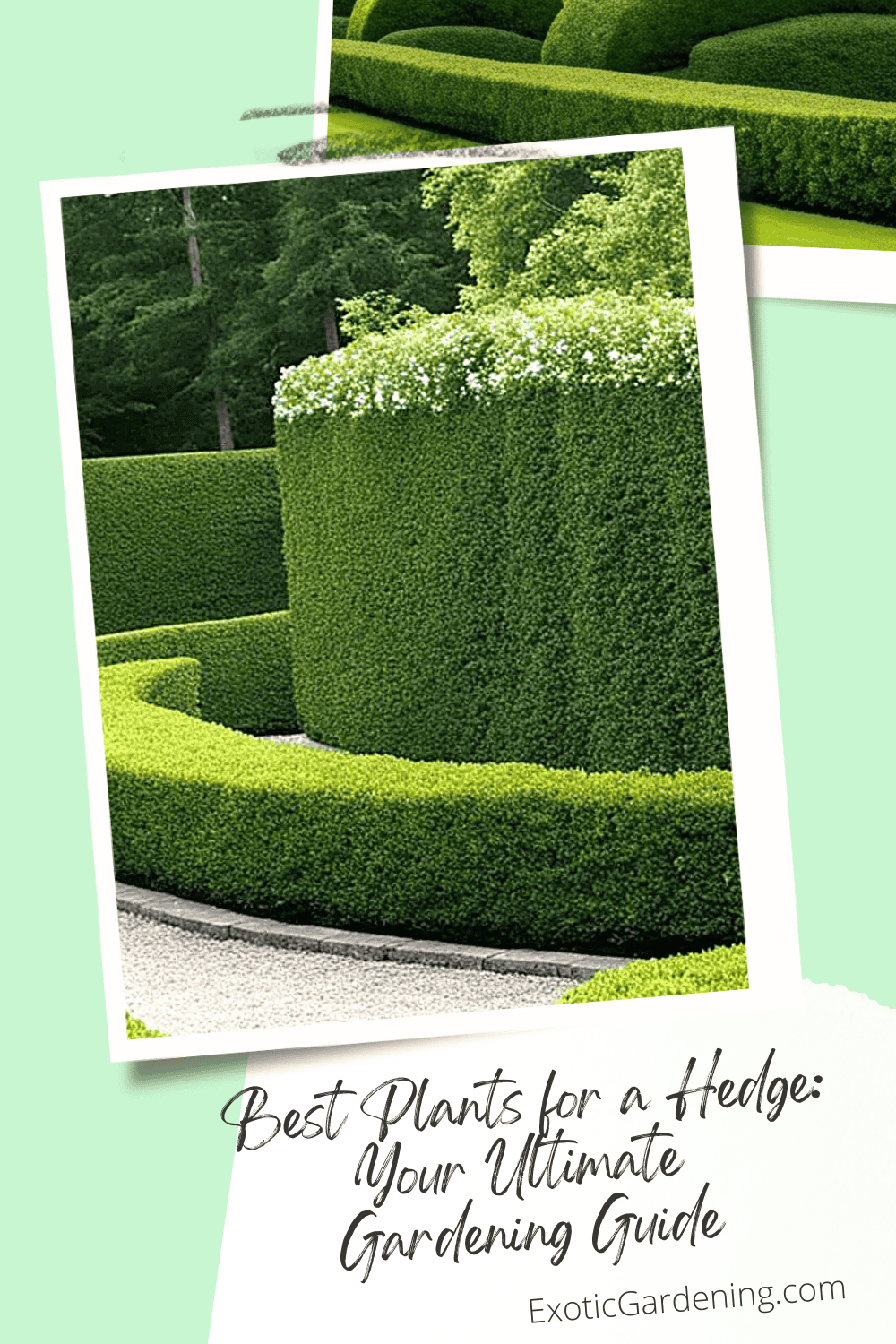 Best Plants for a Hedge Your Ultimate Gardening Guide Exotic Gardening