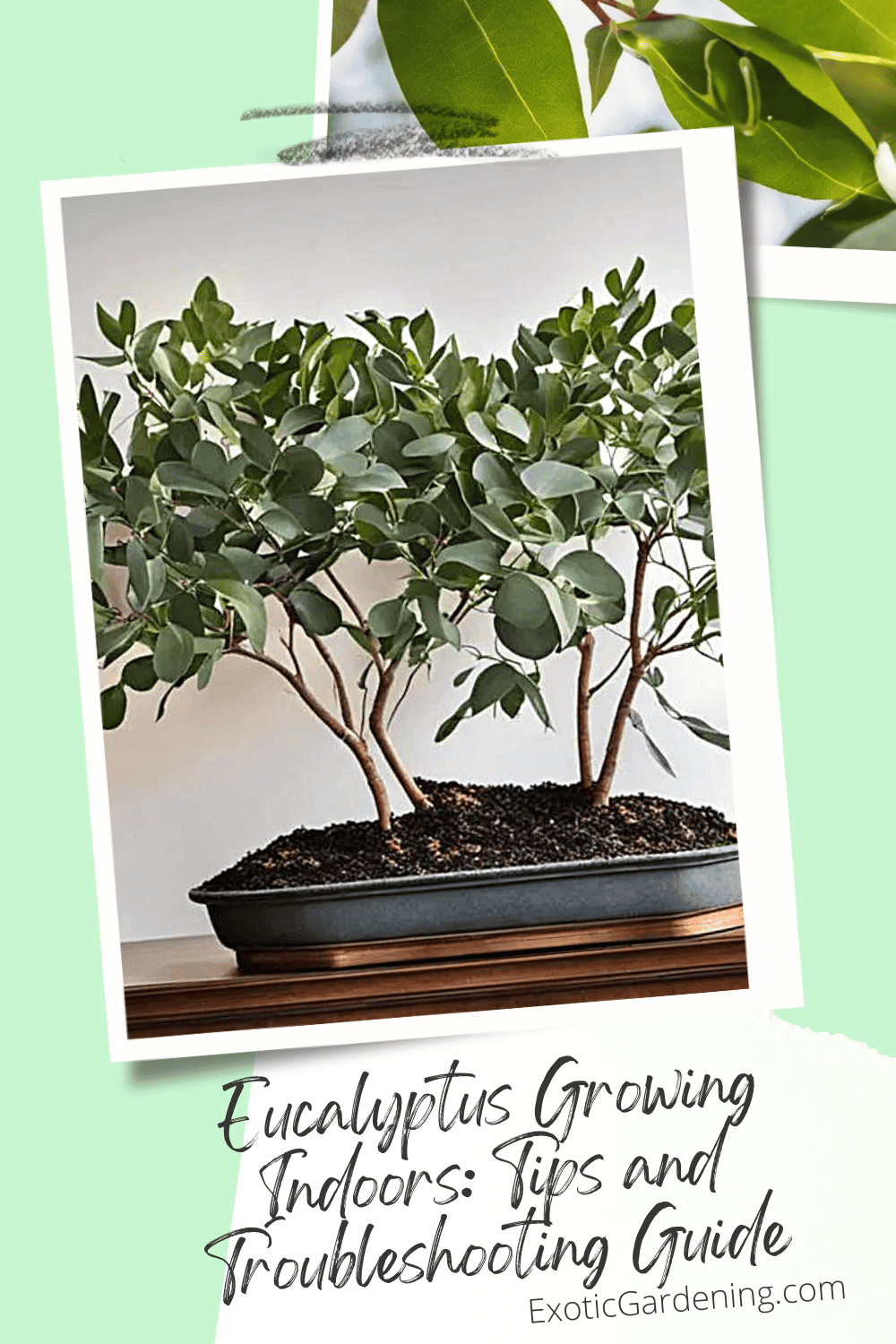 Eucalyptus Growing Indoors Tips and Troubleshooting Guide Exotic Gardening