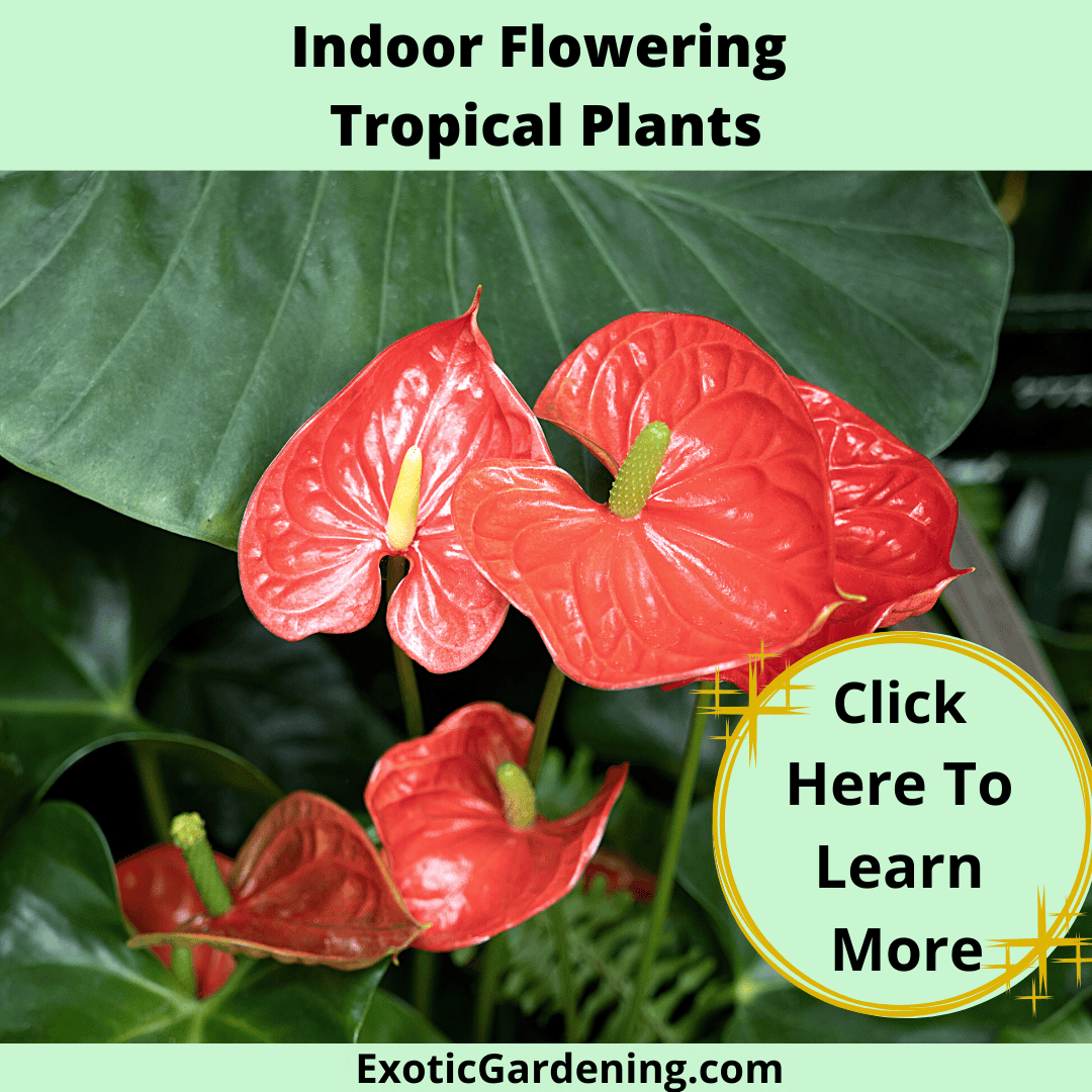Tropical Indoor Flowering Plants