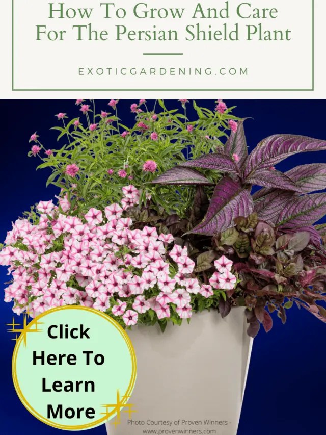 How To Grow And Care For Persian Shield Plant Story Exotic Gardening
