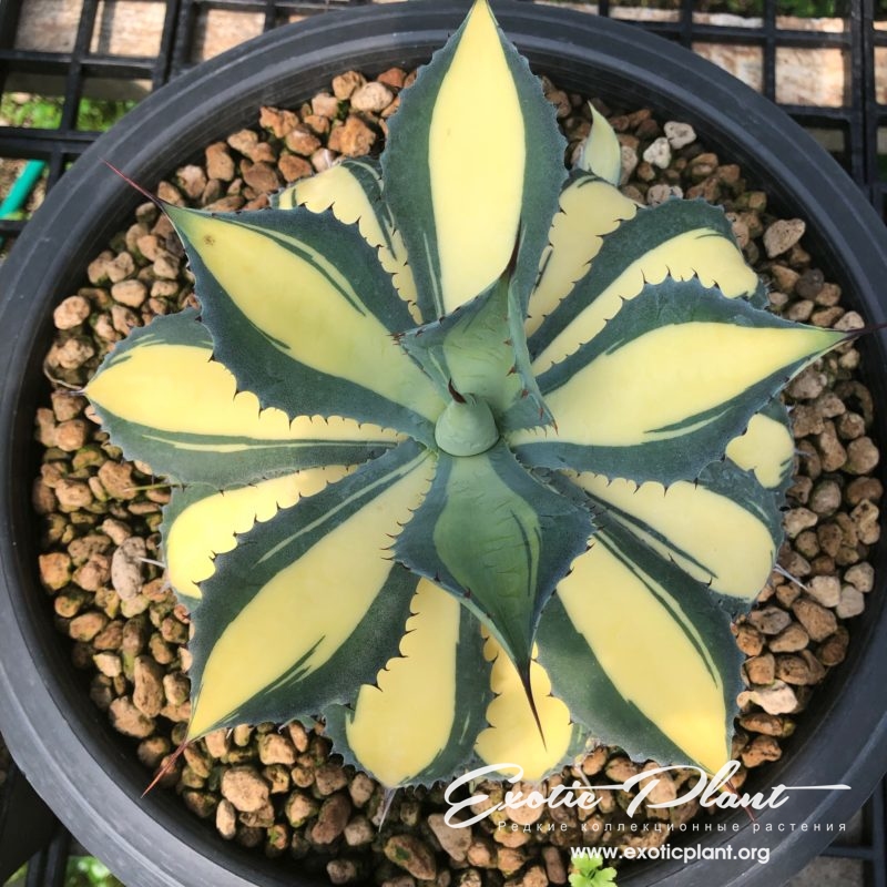 agave Rum Runner 80 EXOTIC PLANT Редкие коллекционные растения