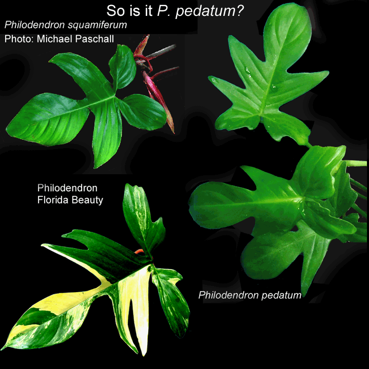 Philodendron Florida Beauty, Philodendron pedatum,Philodendron