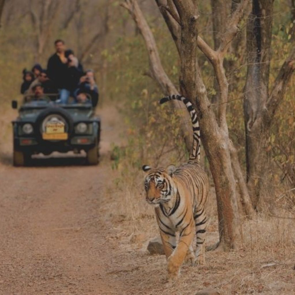 Sariska Tiger Reserve National Park, Alwar Rajasthan (India)