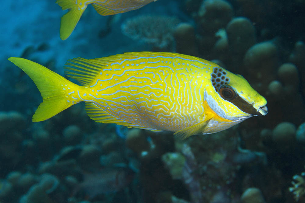 Masked Rabbitfish Exotic Sea Life