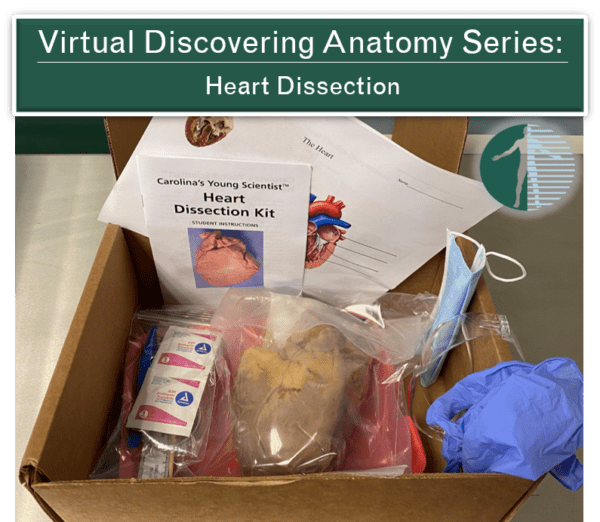 Virtual Discovering Anatomy Dissection Heart Experience Anatomy