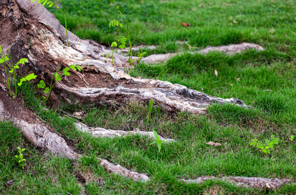 Tree Roots In The Lawn ExperiGreen