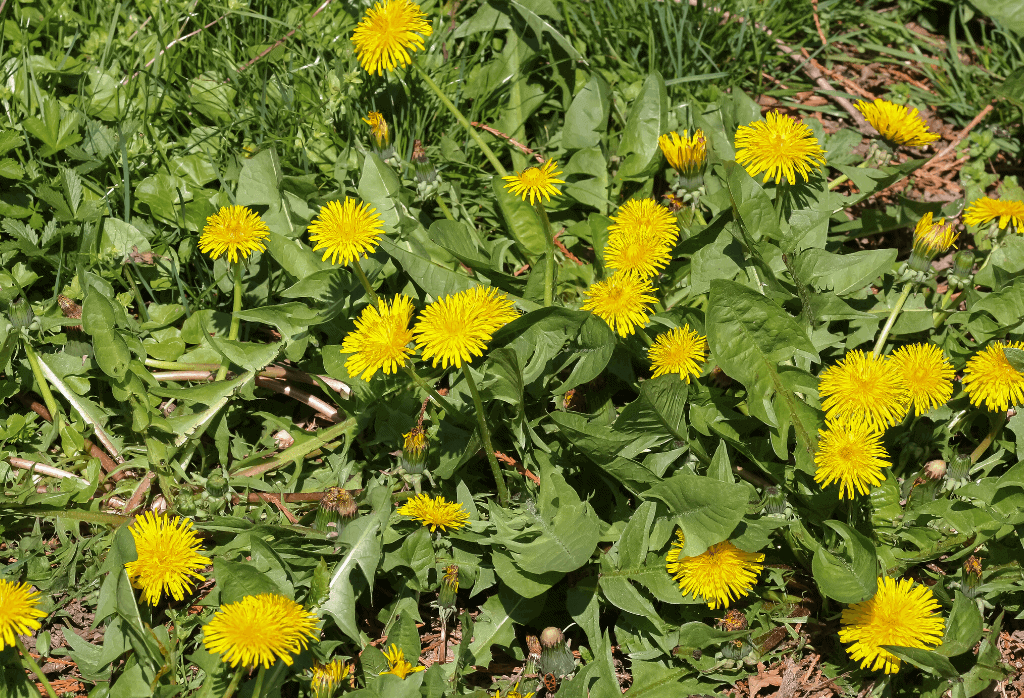 Weed Wednesday Dandelions ExperiGreen
