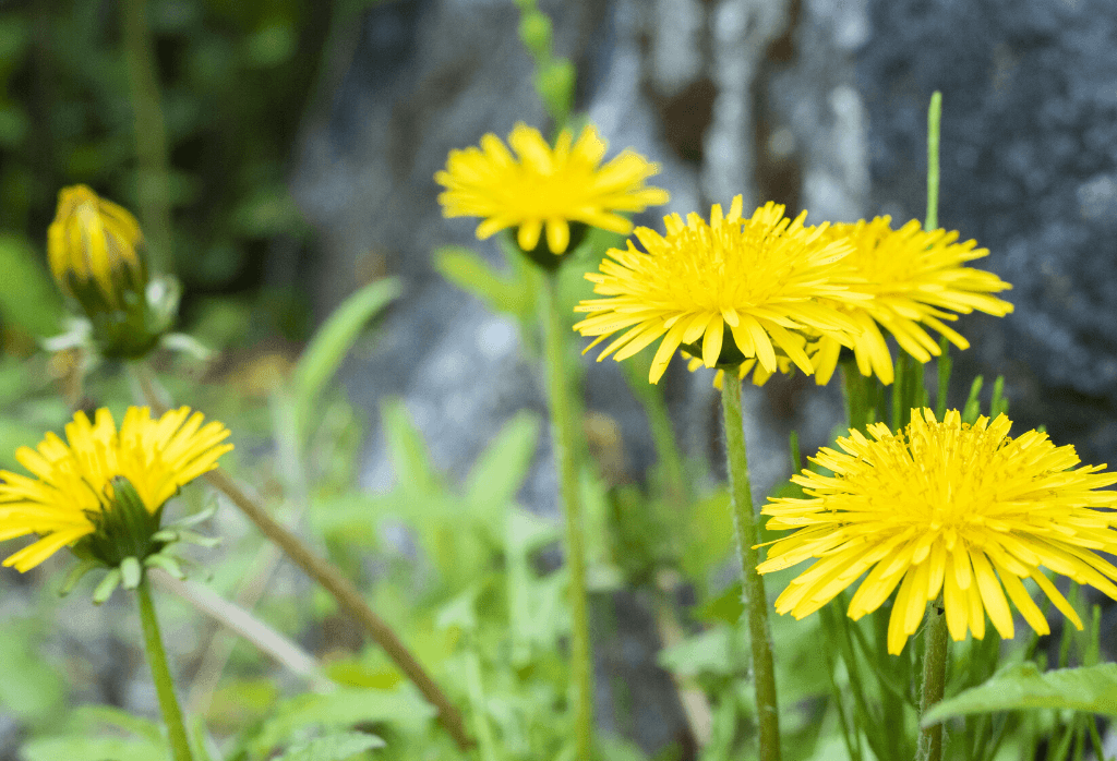 Weed Wednesday Dandelions ExperiGreen