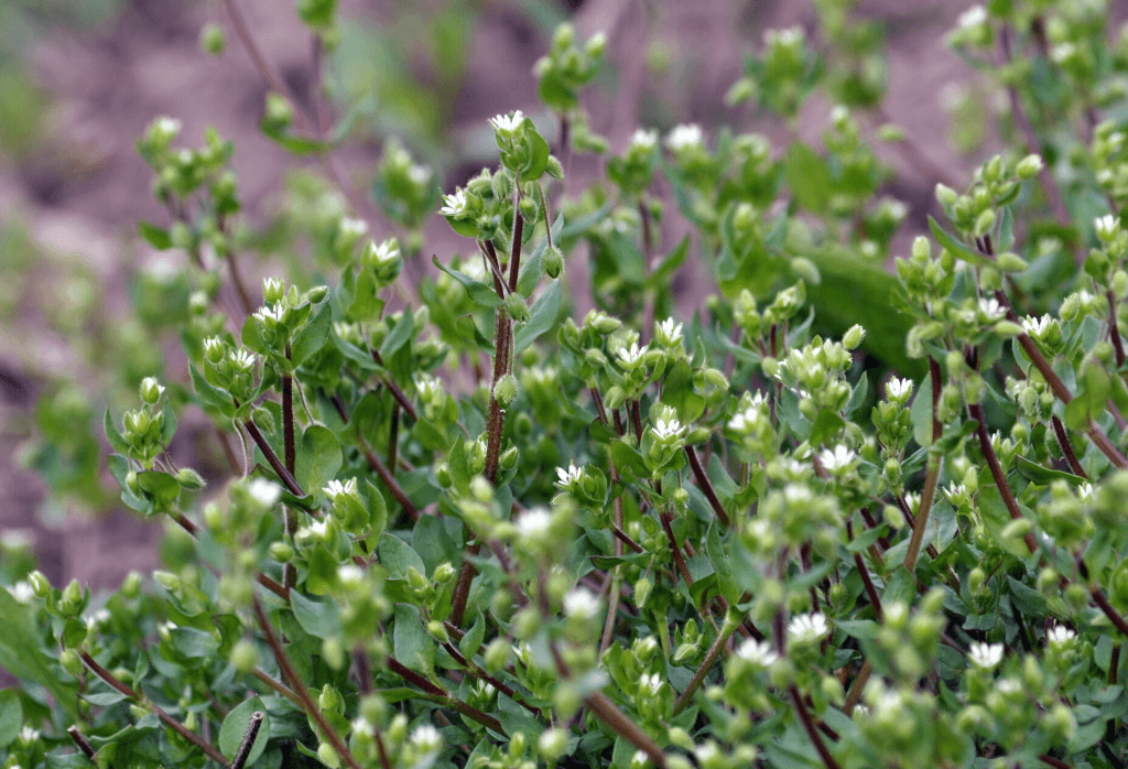 Winter Annual Weeds ExperiGreen