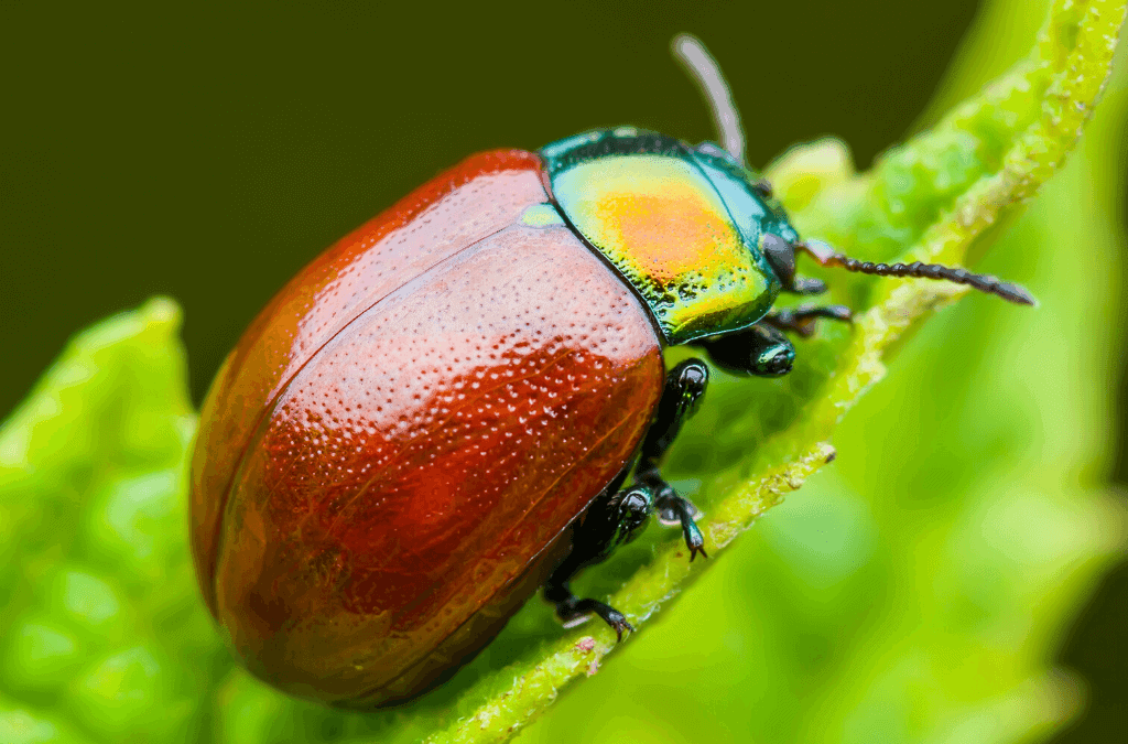 June Bugs ExperiGreen