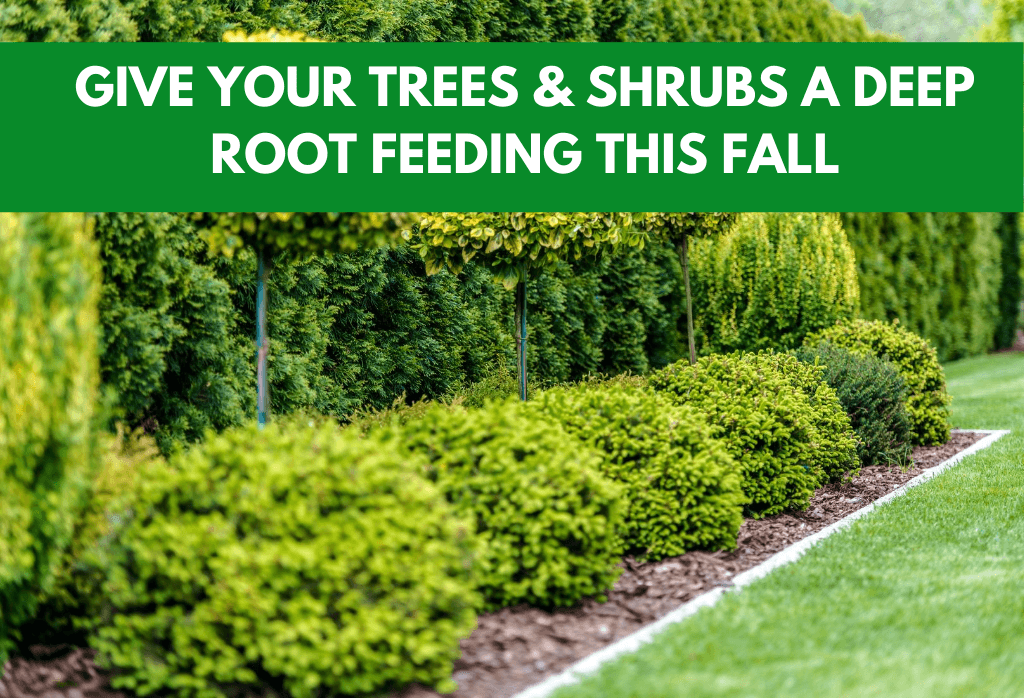 Tree And Shrub Care ExperiGreen