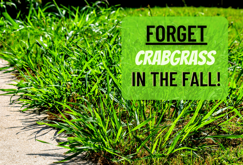 Crabgrass Turning Purple 5uhwa23erf3