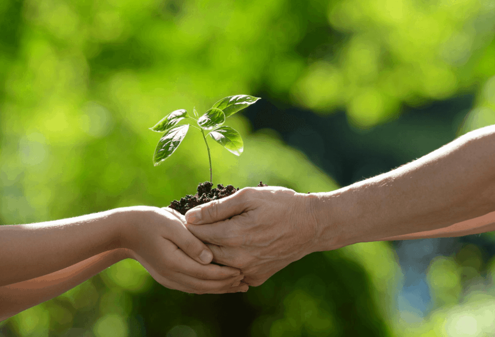 Fall Tree Shrub Planting Tips ExperiGreen