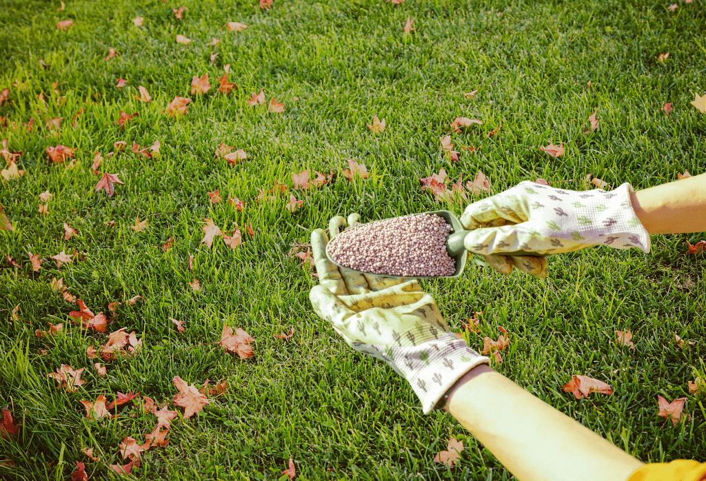Why Fertilize In The Fall ExperiGreen