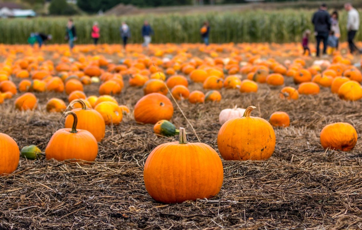 8 Delightful Pumpkin Patches in Birmingham for Halloween Fun! ExperiWise