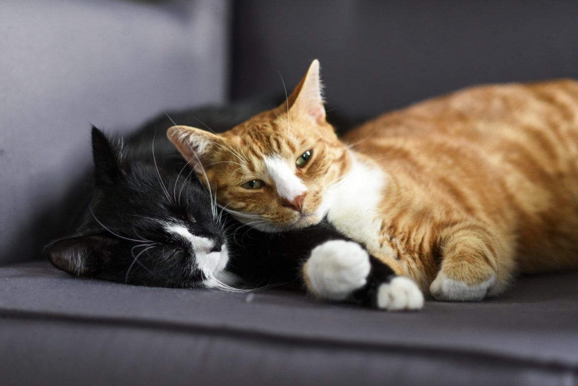 Hauskatzen Katze oder Kater Unterschiede im Sozialverhalten