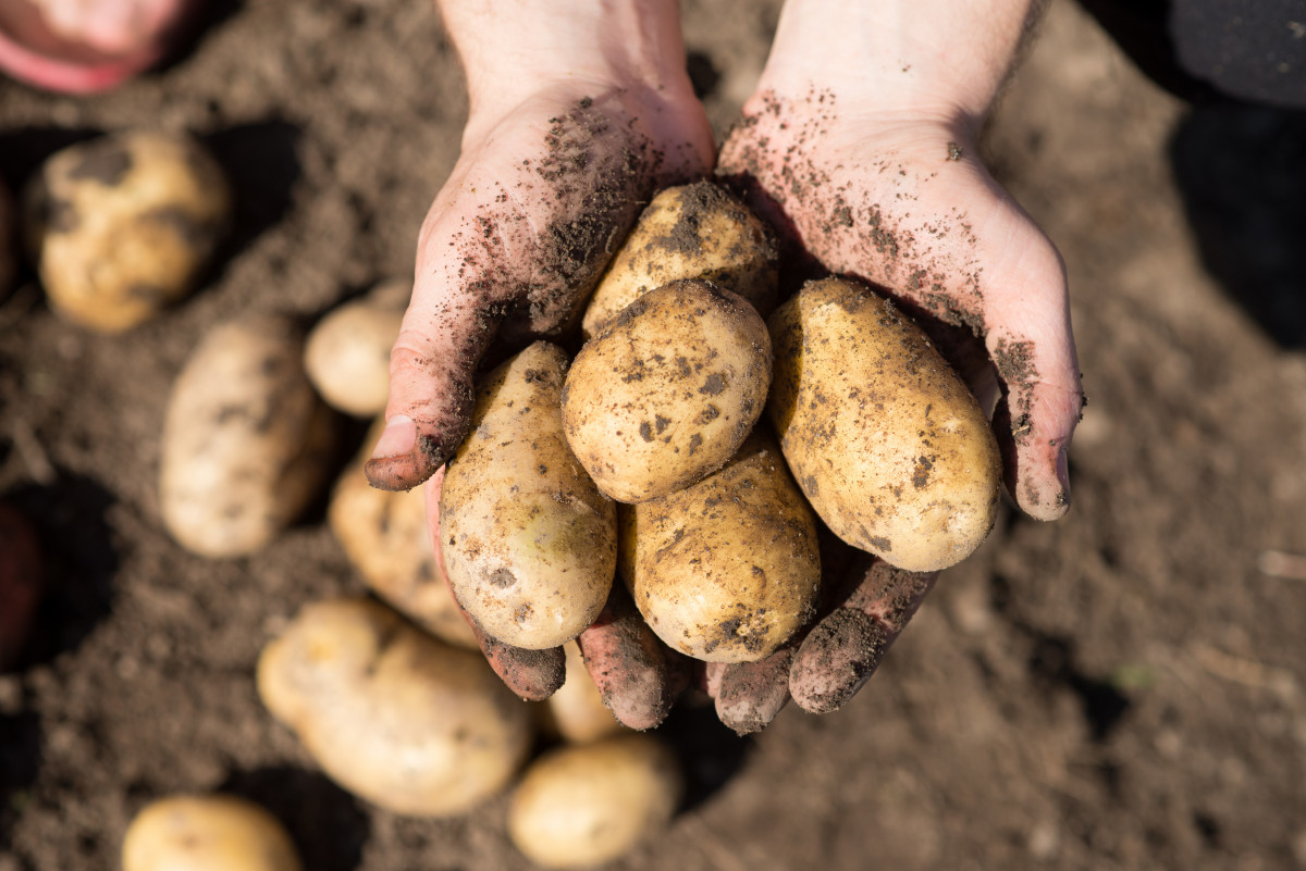 Kartoffeln pflanzen im eigenen Garten
