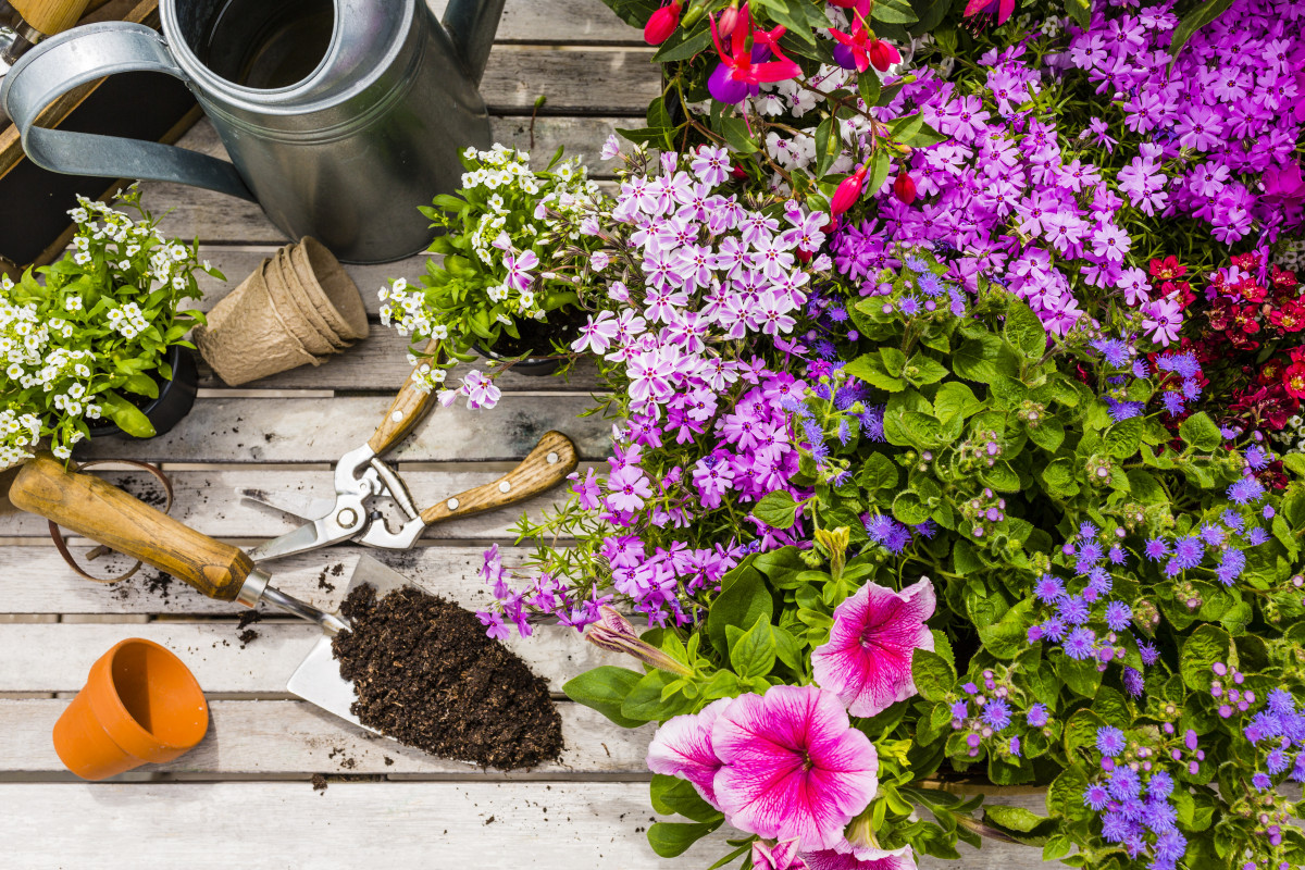 Blumen pflanzen Vom Topf in den Garten