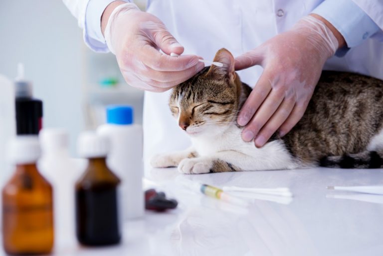 Hautkrankheiten bei Katzen homöopathisch behandeln