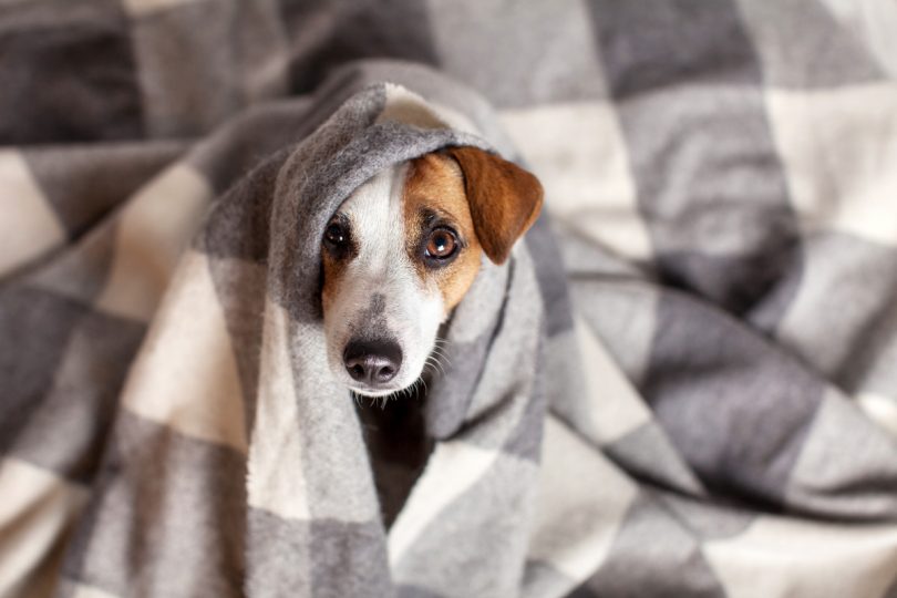 Hunde mit Blasenschwäche oder Inkontinenz Homöopathie hilft