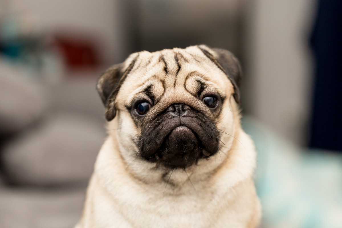 Stress erkennen bei Hund und Katze