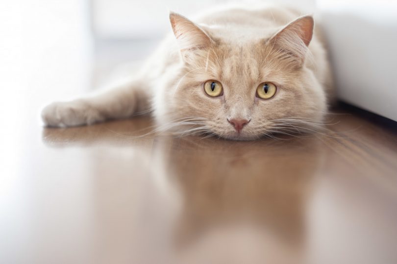 Homöopathie für Katzen Schilddrüsenüberfunktion oder Feline Hyperthyreose