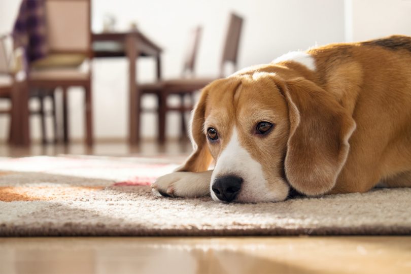 Mit Homöopathie gegen Depressionen beim Hund experto.de