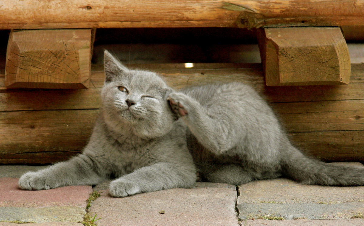 Homöopathie für Katzen Ekzeme behandeln experto.de