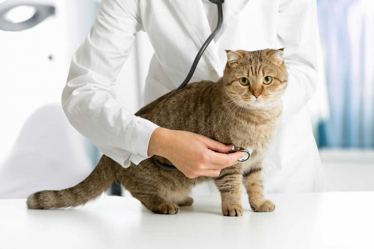 Schmerzen bei der Katze Homöopathie hilft experto.de