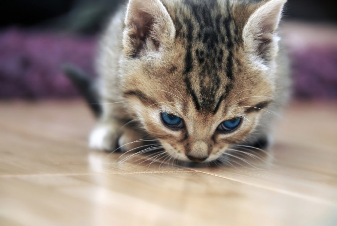 Chronische Ohrenentzündung der Katze heilen mit