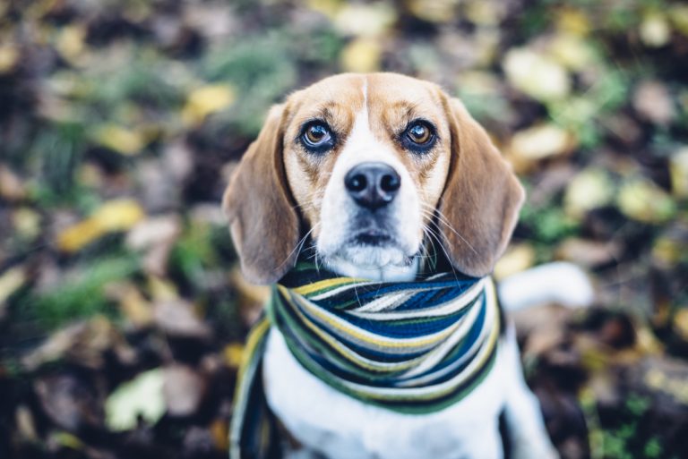 Husten beim Hund Homöopathie kann helfen experto.de