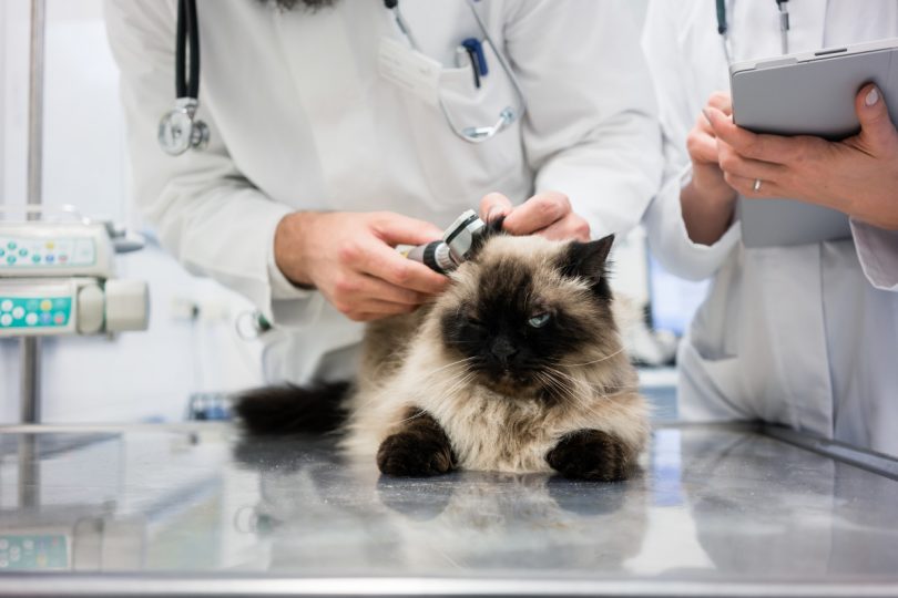 So behandeln Sie Halsschmerzen oder Rachenentzündung bei Katzen