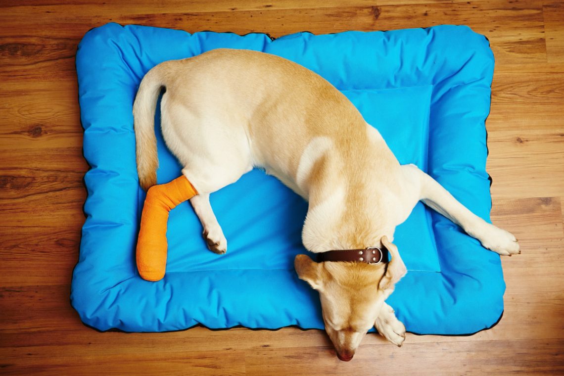 Knochenbruch beim Hund Homöopathie hilft bei schneller