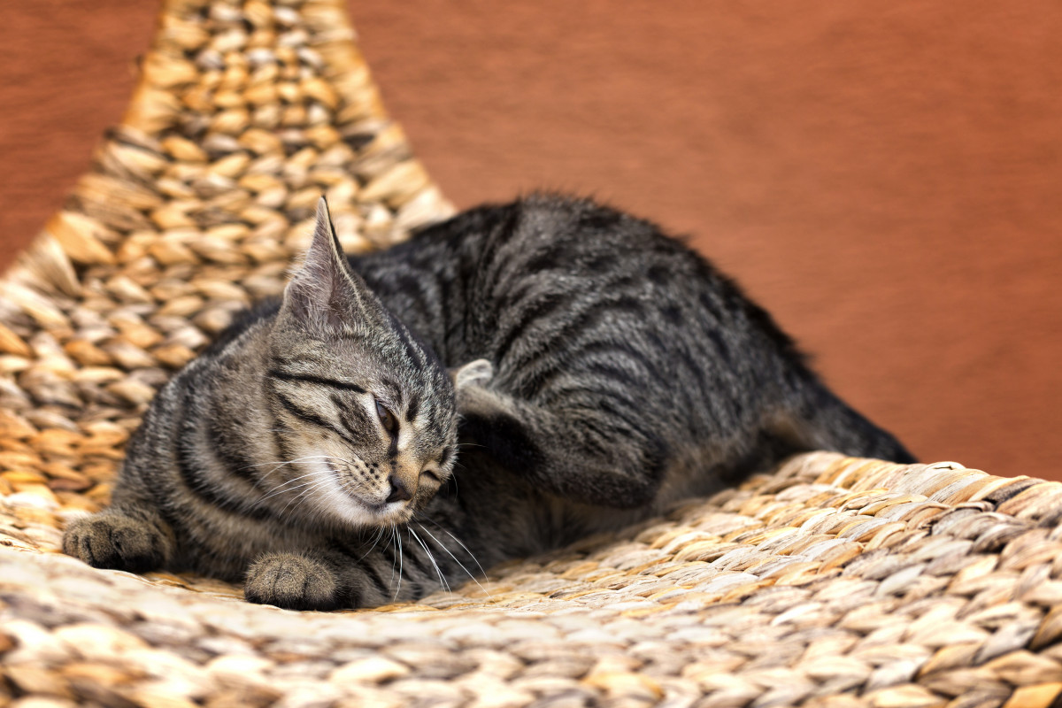 Juckreiz bei Katzen Verschiedene Auslöser homöopathisch