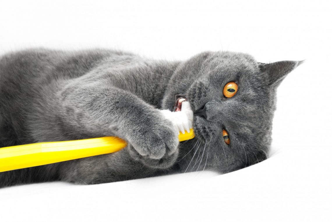 Schlechte Wundheilung nach Operation bei der Katze diese 2 Mittel