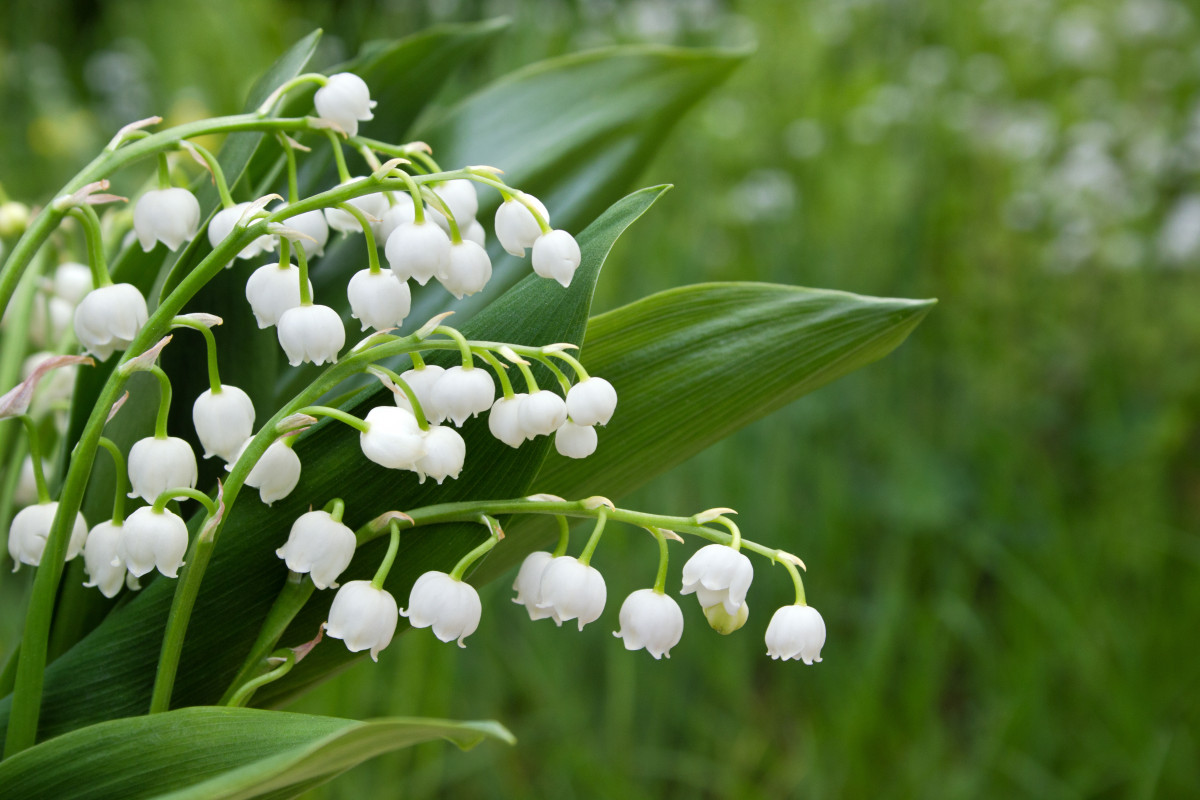 Robuste Maiglöckchen im Garten pflegen experto.de