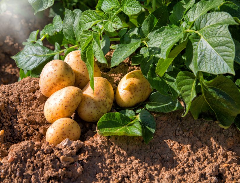 Kartoffeln anbauen Tipps für eine reiche Kartoffelernte experto.de