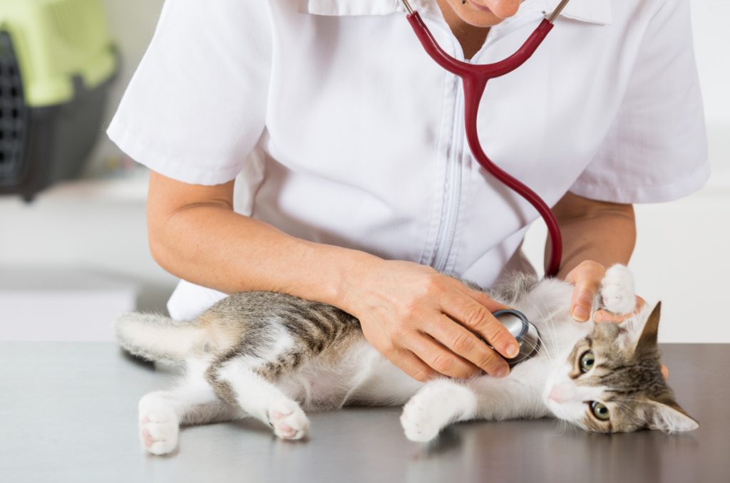 Gastritis bei der Katze homöopathisch unterstützen experto.de