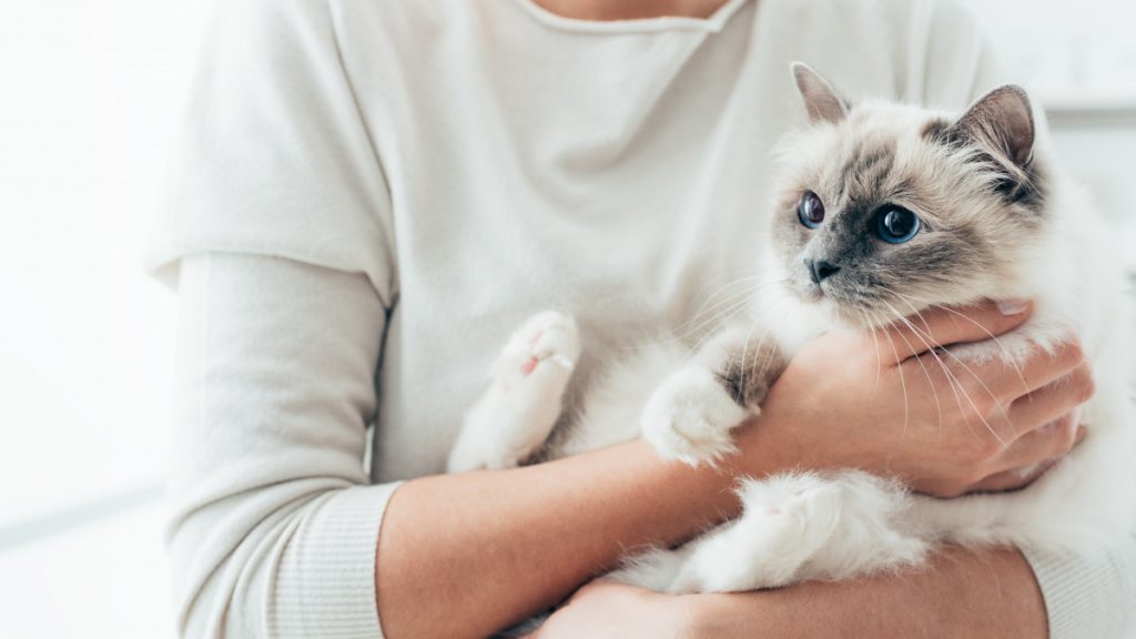Schnupfen bei der Katze Homöopathische Symptome experto.de