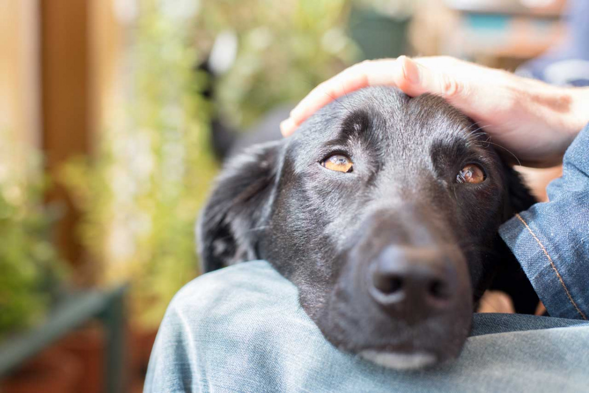 Warum Ihr Hund als Belohnung lieber gestreichelt wird experto.de