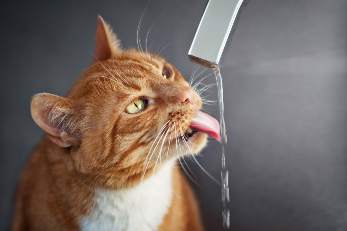 Homöopathie bei akuter Nierenentzündungen der Katze experto.de