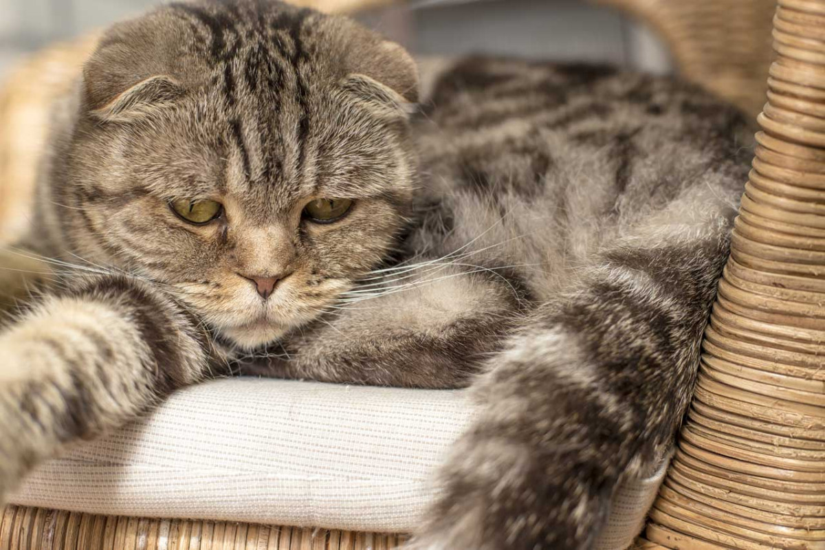 Homöopathie gegen Depressionen bei der Katze experto.de