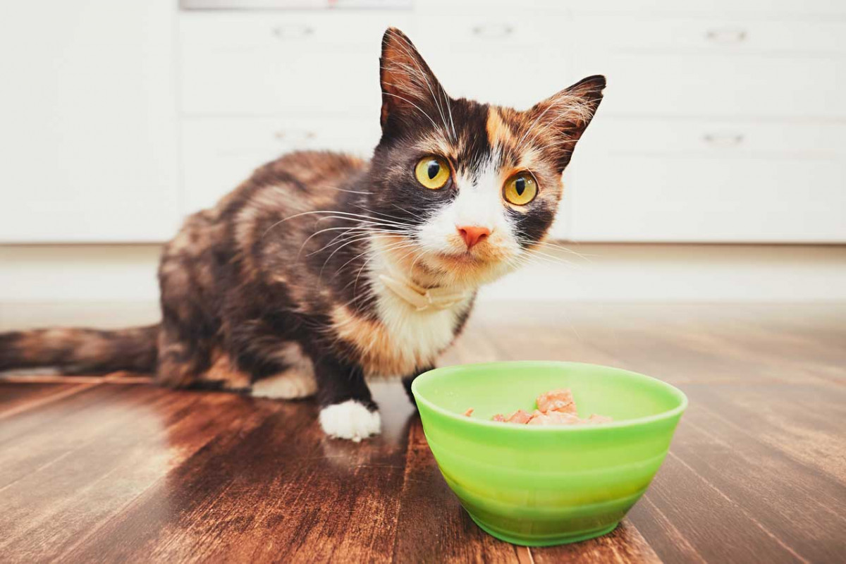 Gastritis Magenschleimhautentzündung bei der Katze experto.de